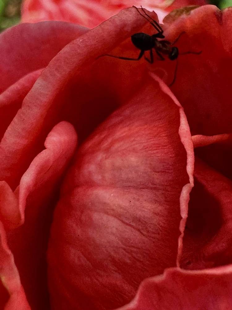 Фотография автора Ольга Лазаренко