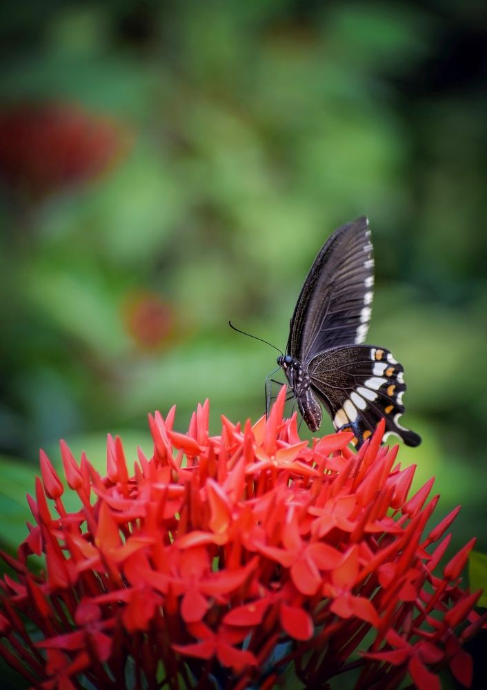 Photograph by Souradip Dey