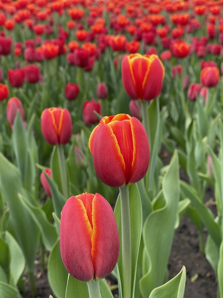 Фотография автора Nadezhda