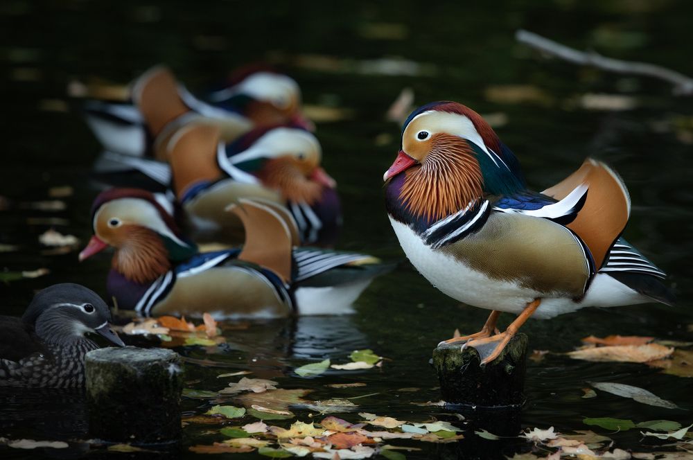Autumn mandarin ducks
