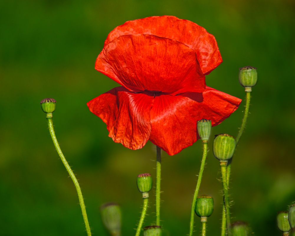 Photograph by Галина Суровицкая