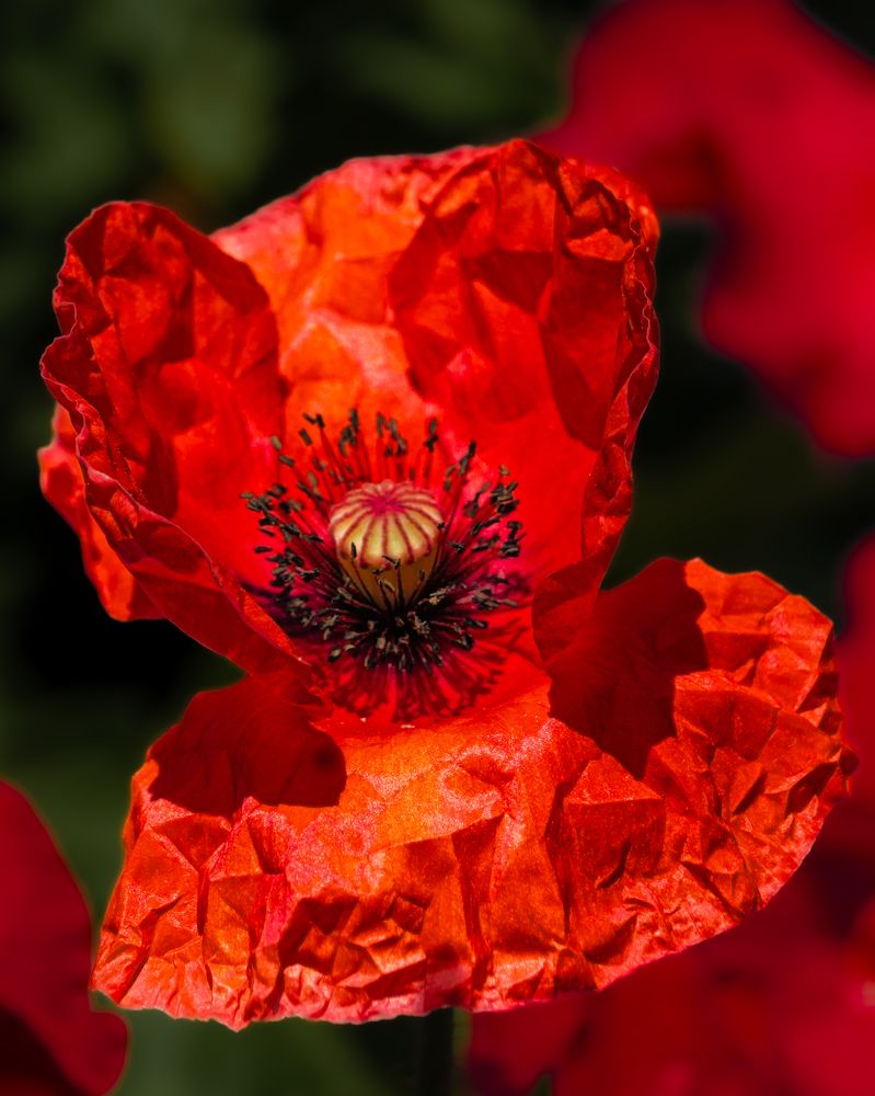 Photograph by Галина Суровицкая