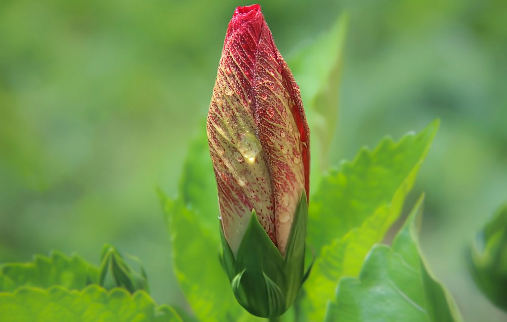 Фотография автора Jeff Cooley