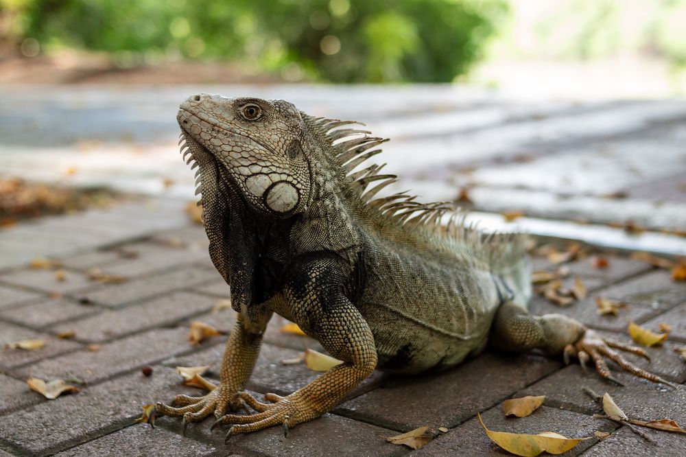 Photograph by Manuel Castillo