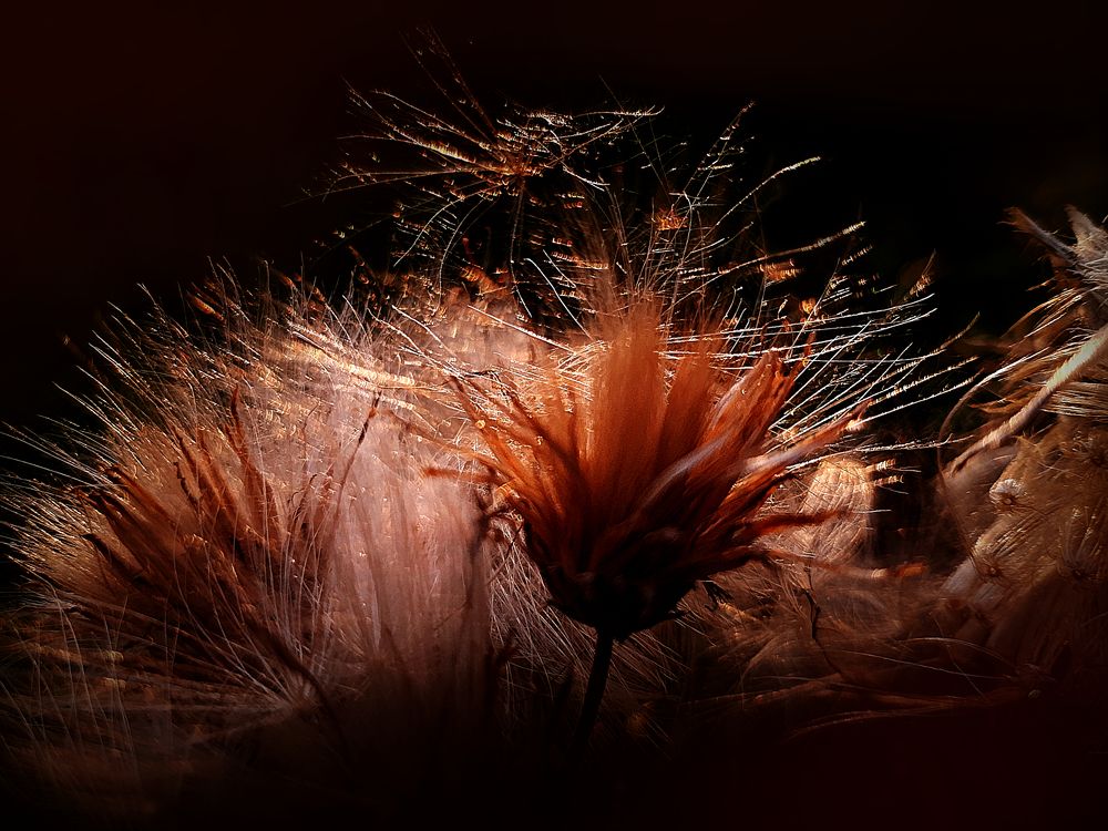 Чертополох