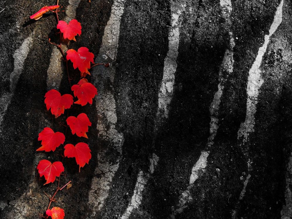 Photograph by Arik Chan