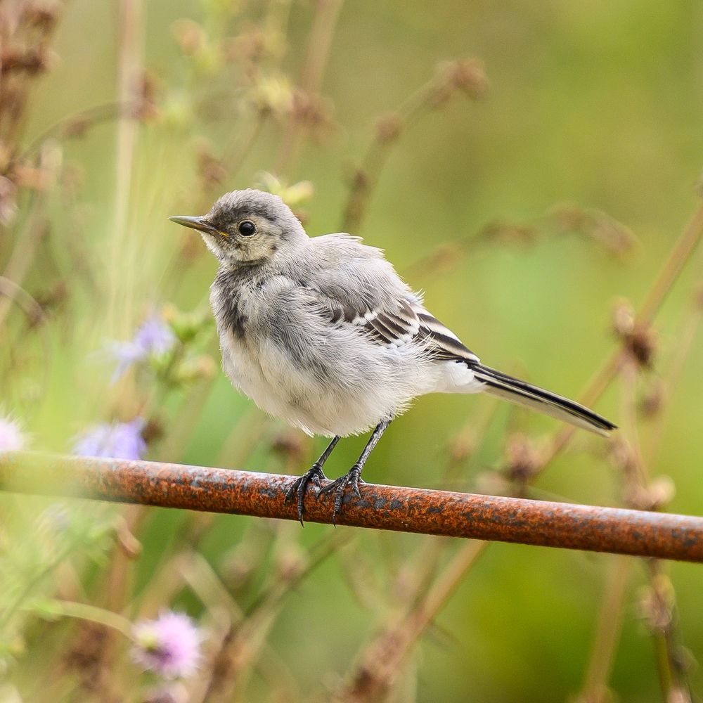Фотография автора Денис Дроздов