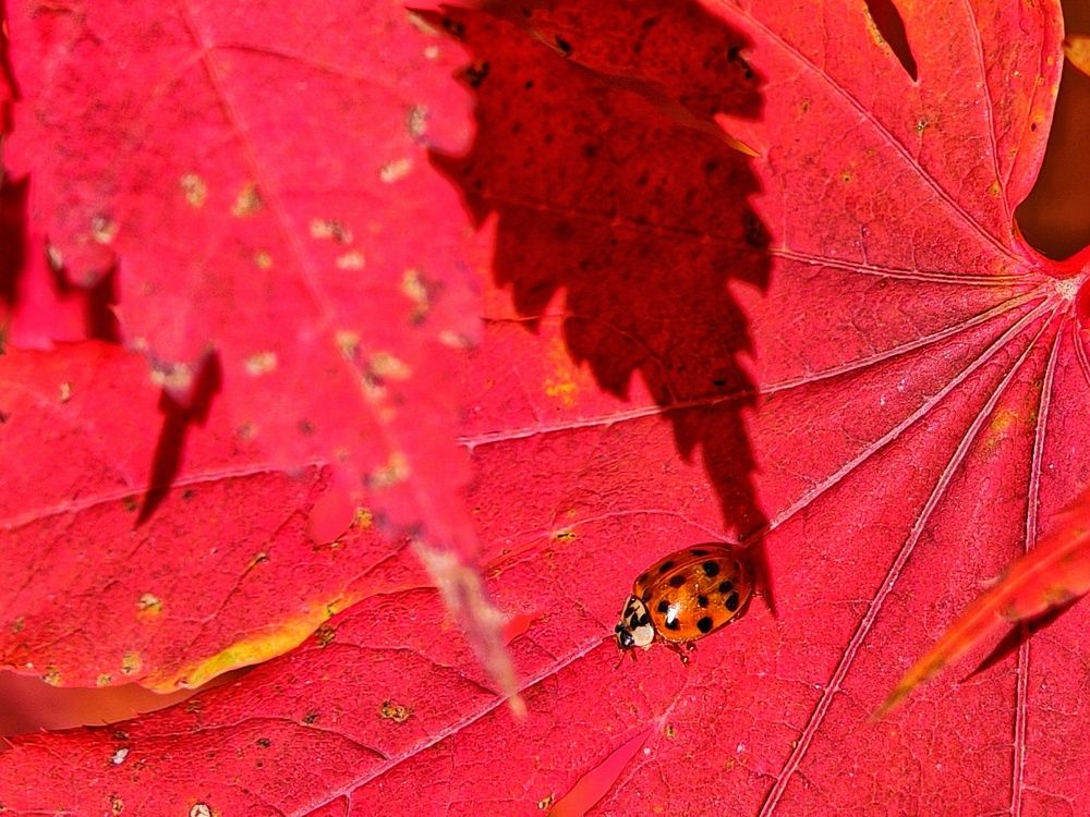 Photograph by Arik Chan