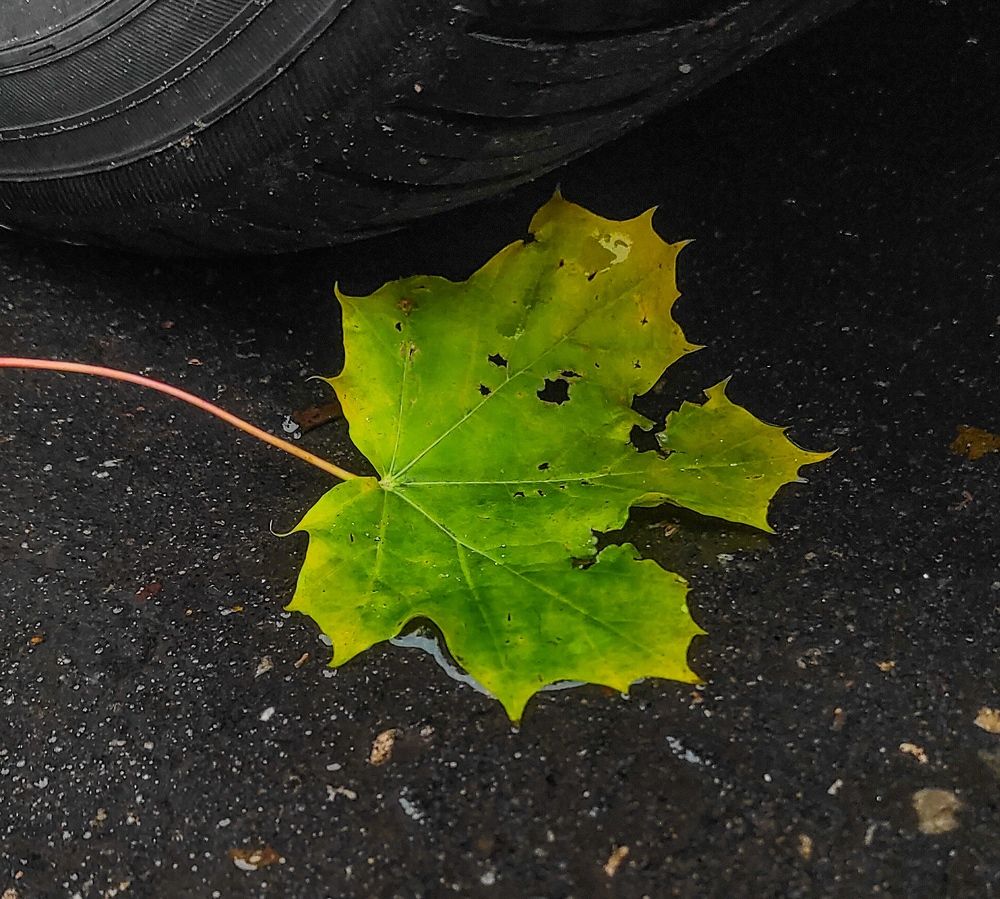 Photograph by Елена Попова