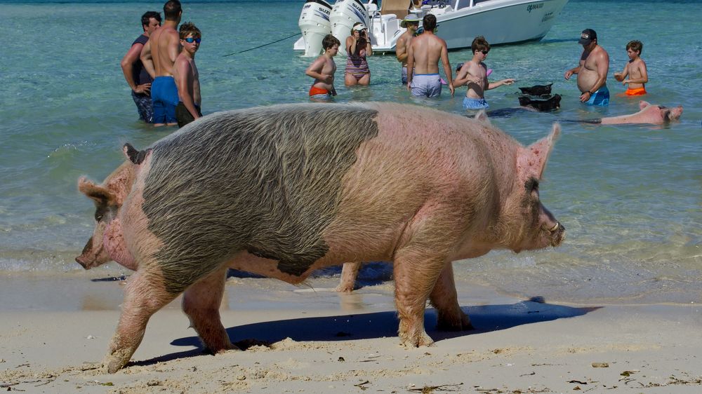 Photograph by Гришанов Пётр