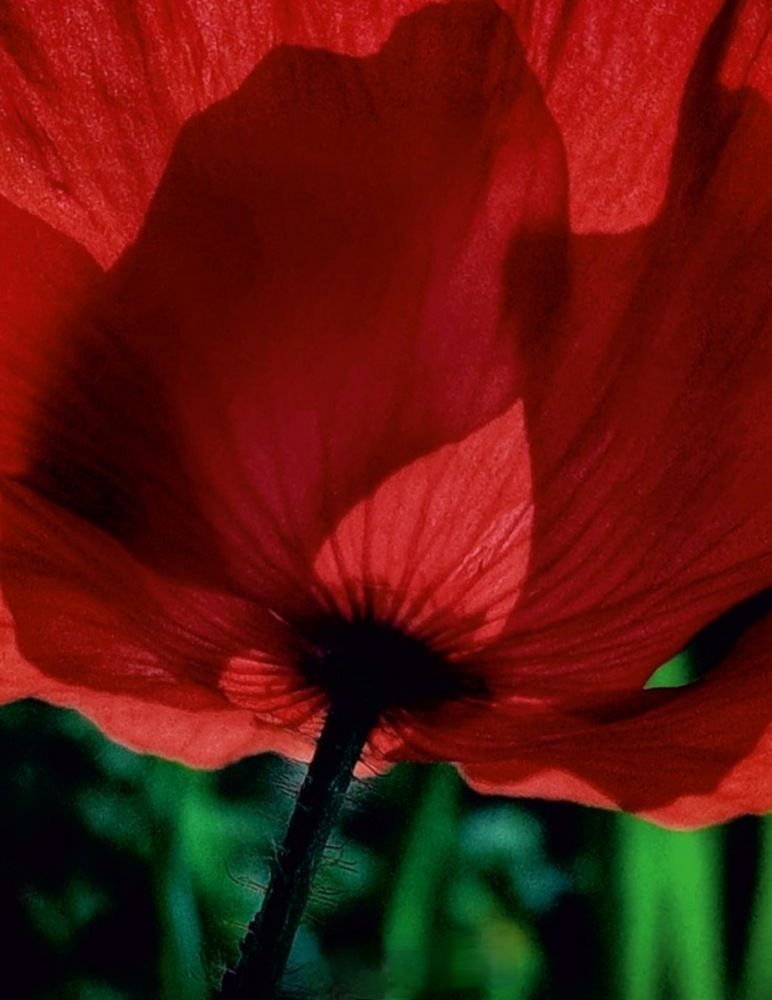 Photograph by Татьяна Гулакова