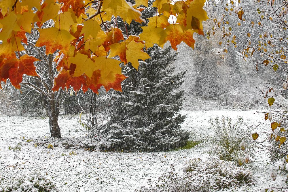 Первый снег