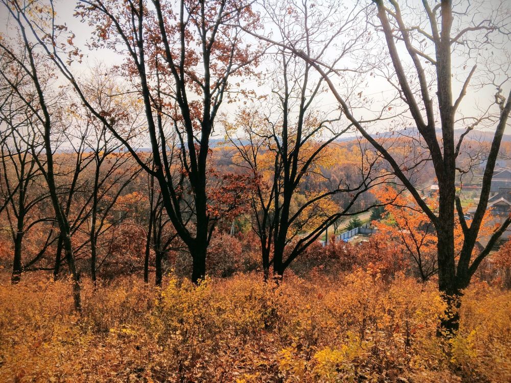 Photo #11203456