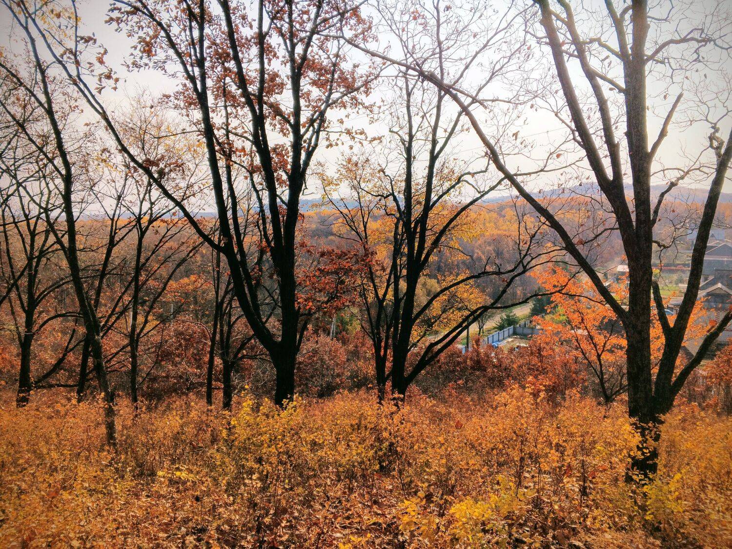 Photo #11203456