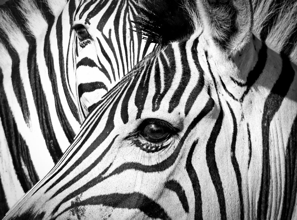 Photograph by Johan Koch