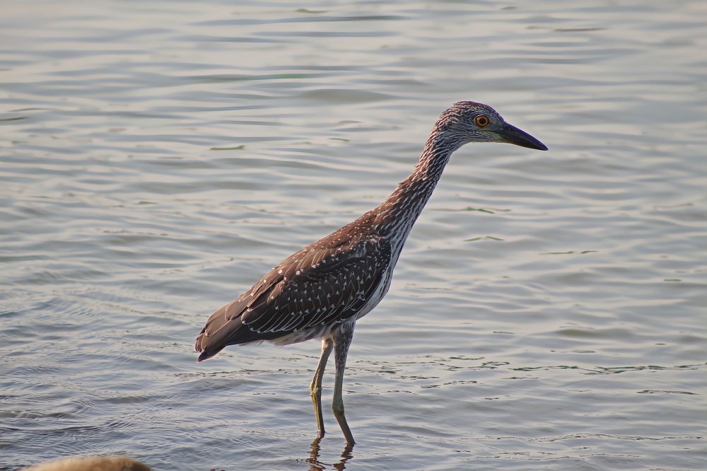 Фотография автора Jeff Cooley