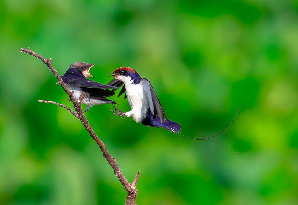 Photograph by Manoj Nair
