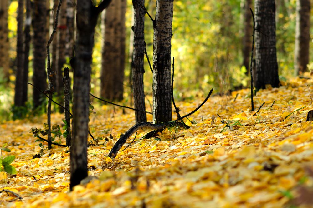 Photograph by Sergey Tyasto