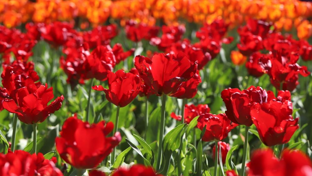 Photograph by елена