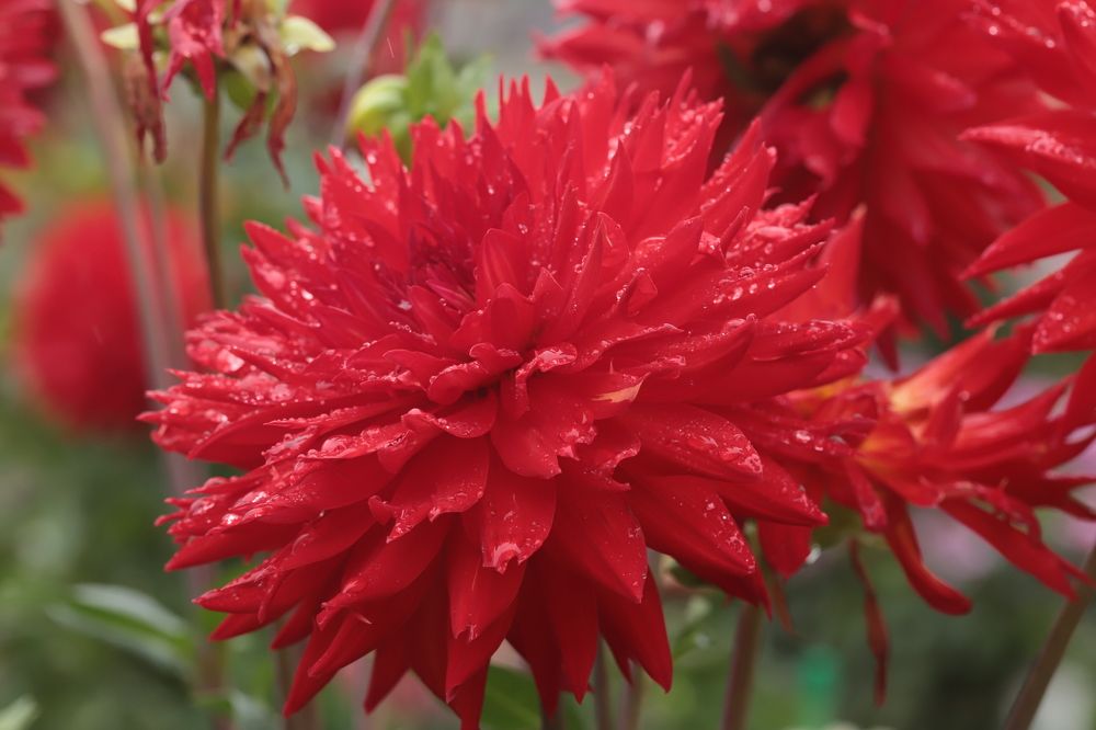 Photograph by елена