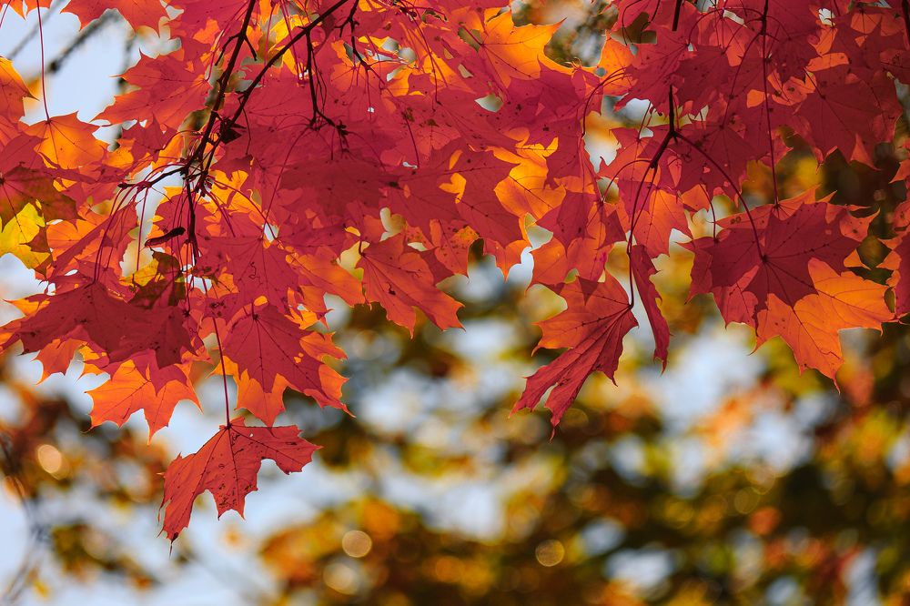 Photograph by Chic.chiquitita