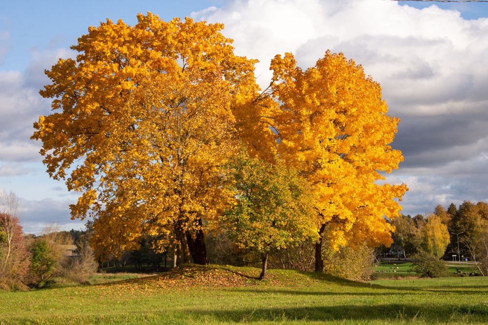 Фотография автора Нина Шкляр