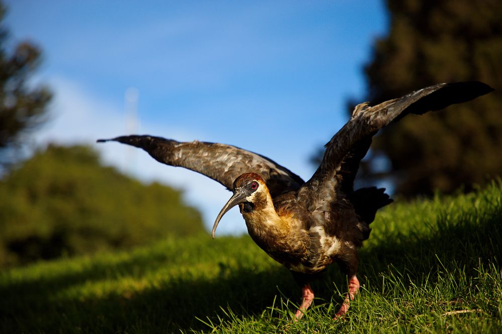 Важный птиц