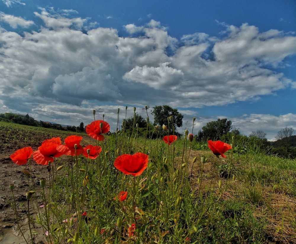 Photograph by Dragoslav Macanović