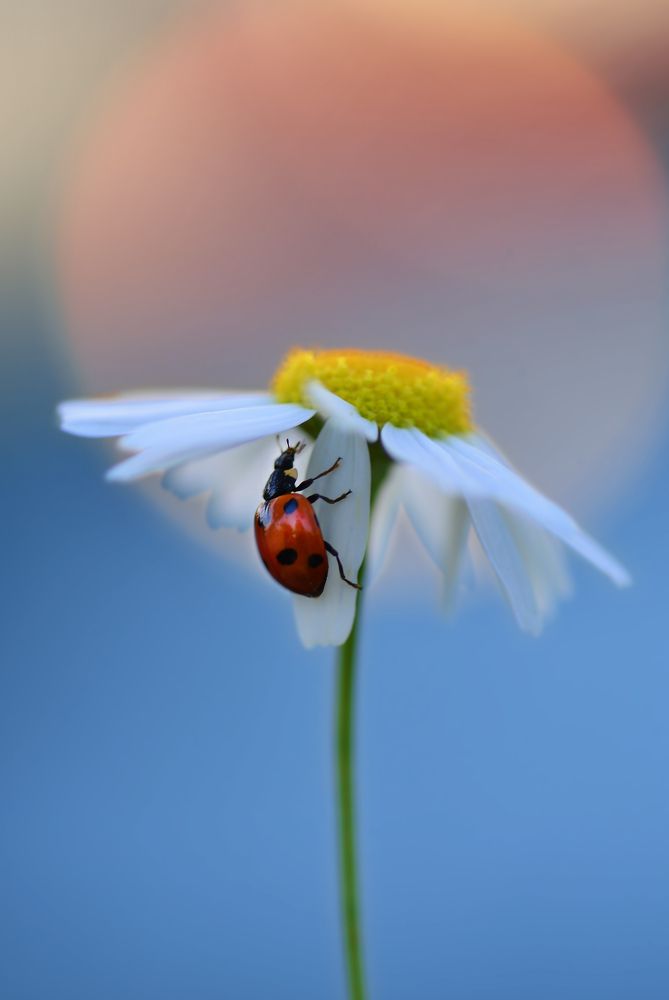 Photograph by Лапшина Владлена