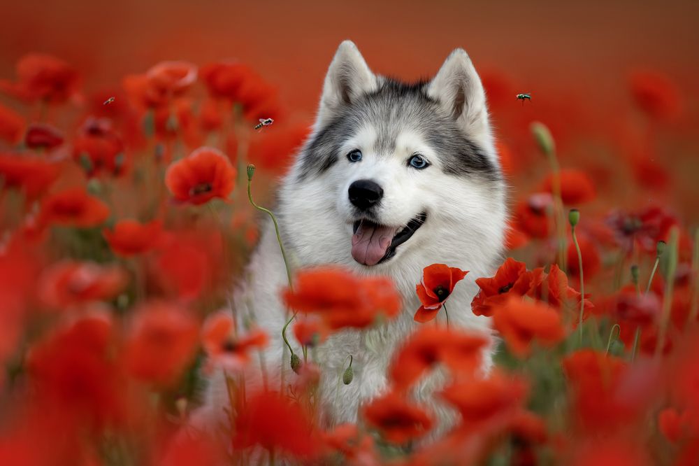 Photograph by Светлана Писарева