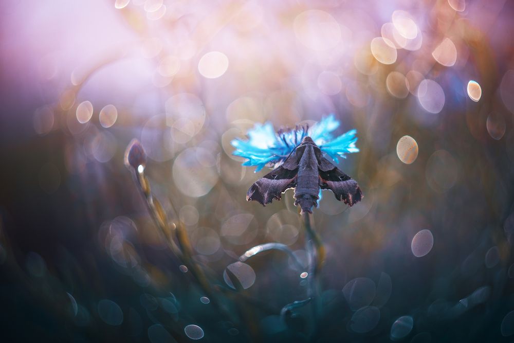 Photograph by Лапшина Владлена