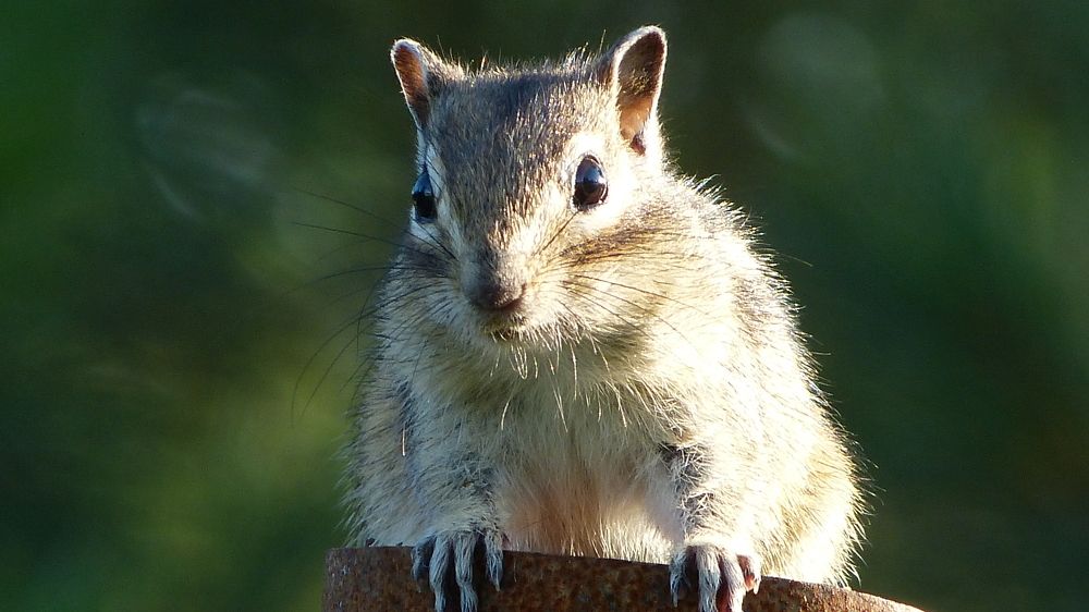 Photograph by Максим Владимирович