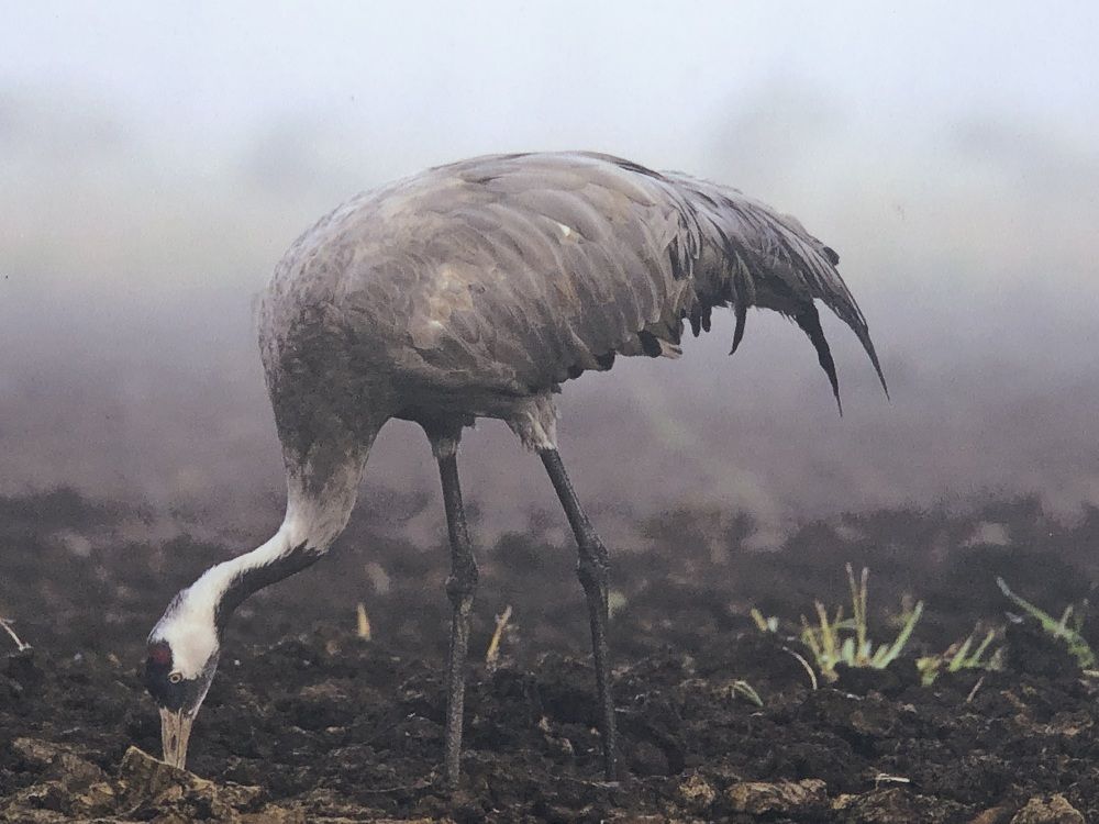 Photograph by Светлана Ионова