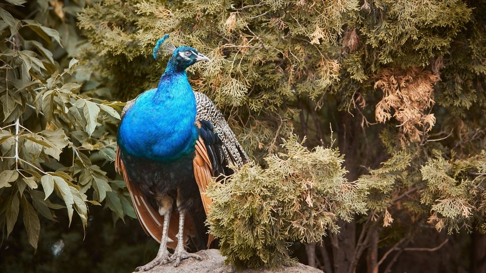 Photograph by Александр Батусов