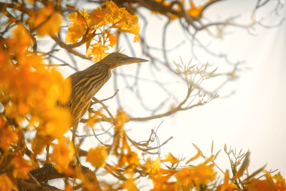 Photograph by Anshuman Tiwari