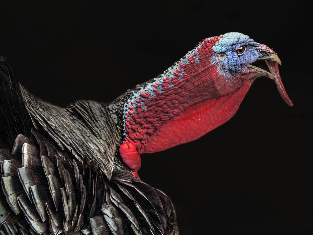 Photograph by Галина Суровицкая