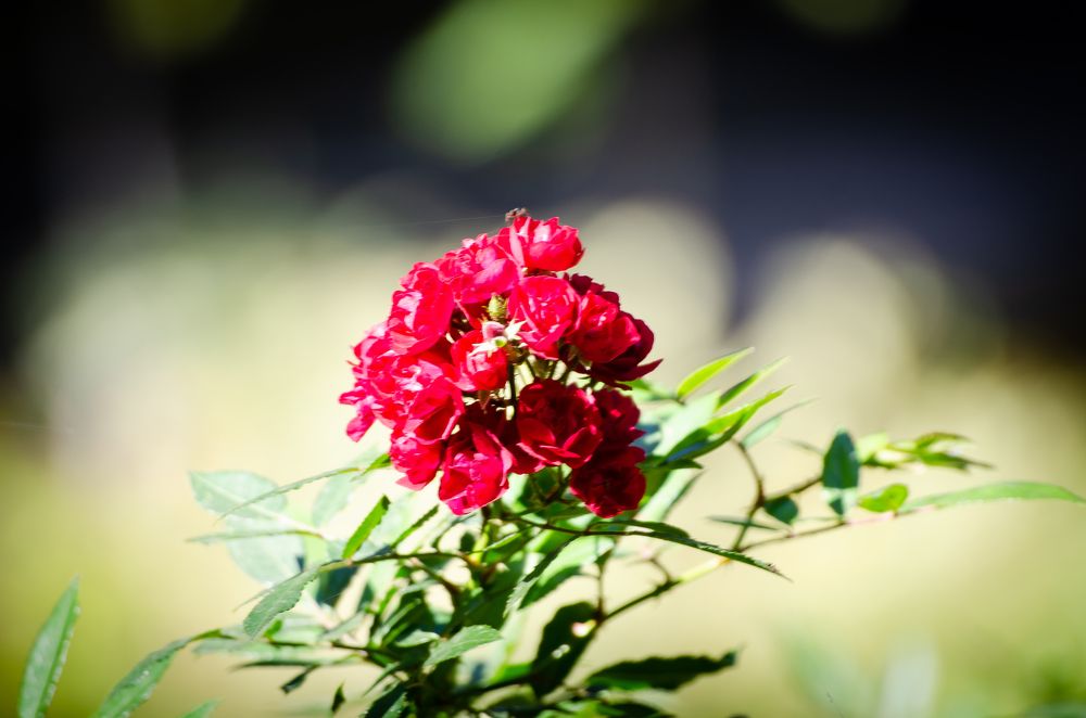 Photograph by Mishel Photographer