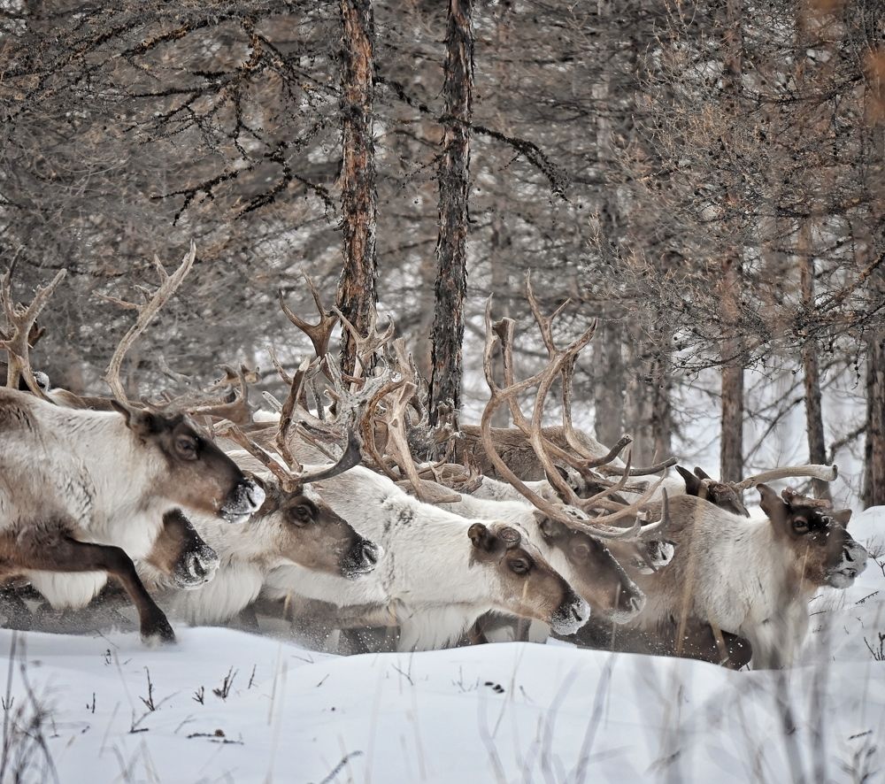 Неся в сердцах олений бег