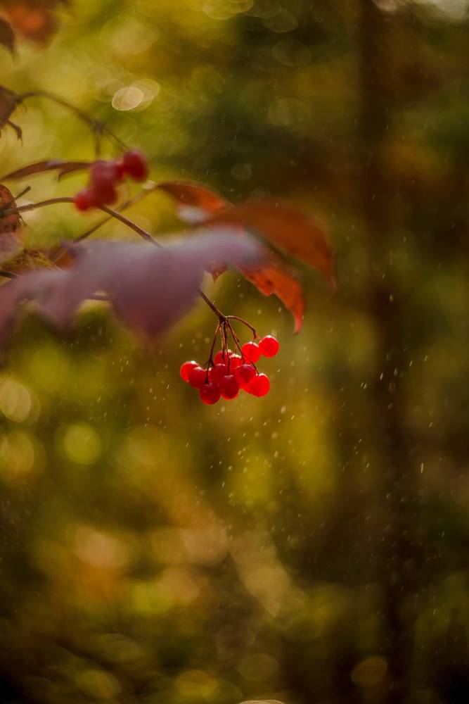 Photograph by Наталья Лещинская