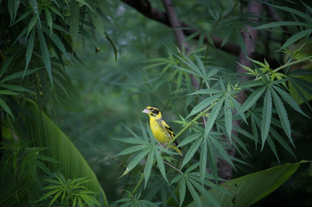 Фотография автора Mahesh singh bisht
