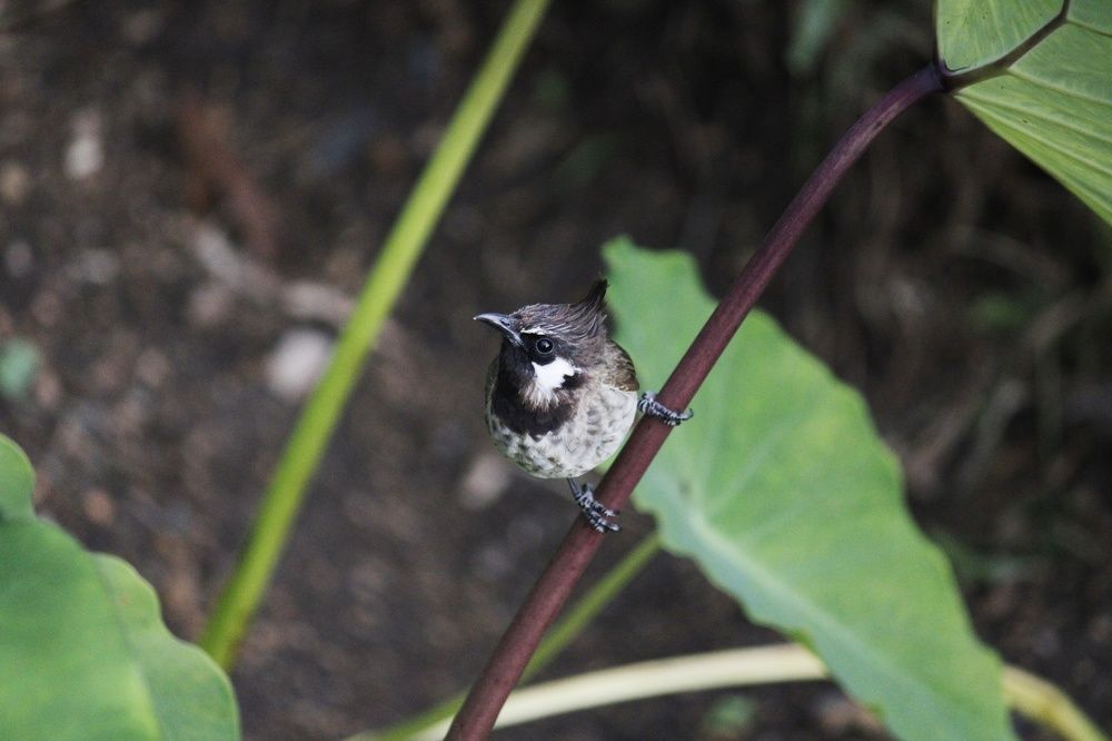 Фотография автора Mahesh singh bisht