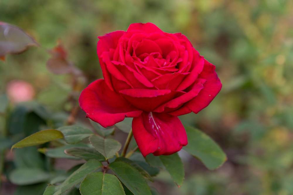 Photograph by Екатерина Крючкова