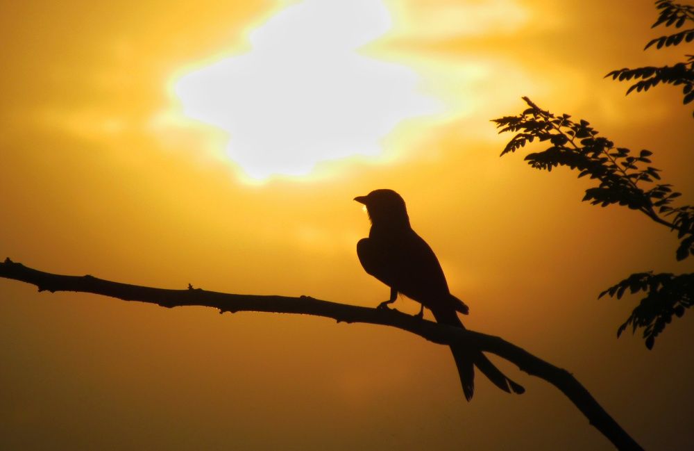 Photo #11204751