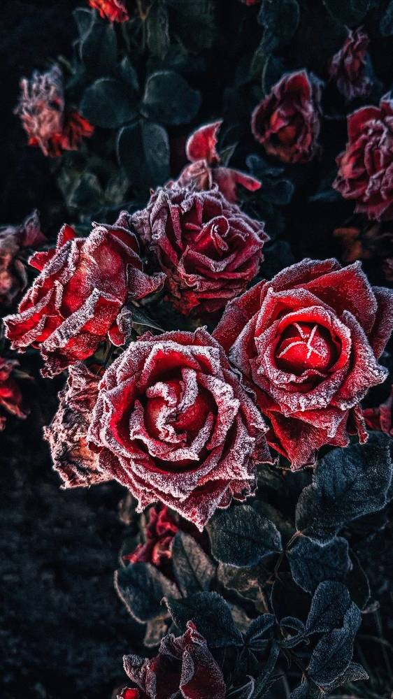 Photograph by Leanid Kulpo