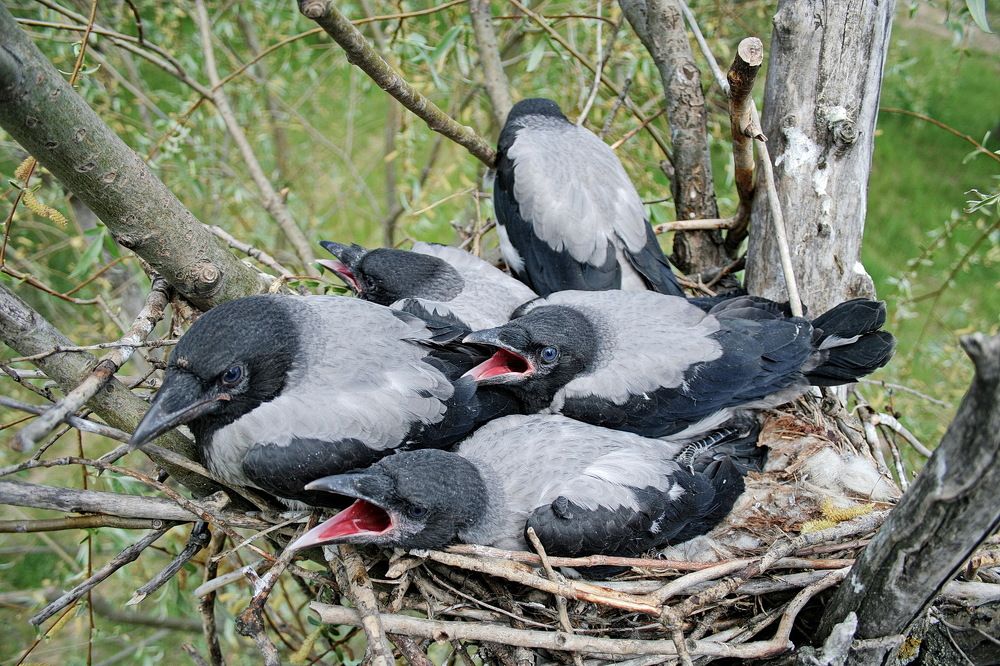Фотография автора Александр Челмодеев