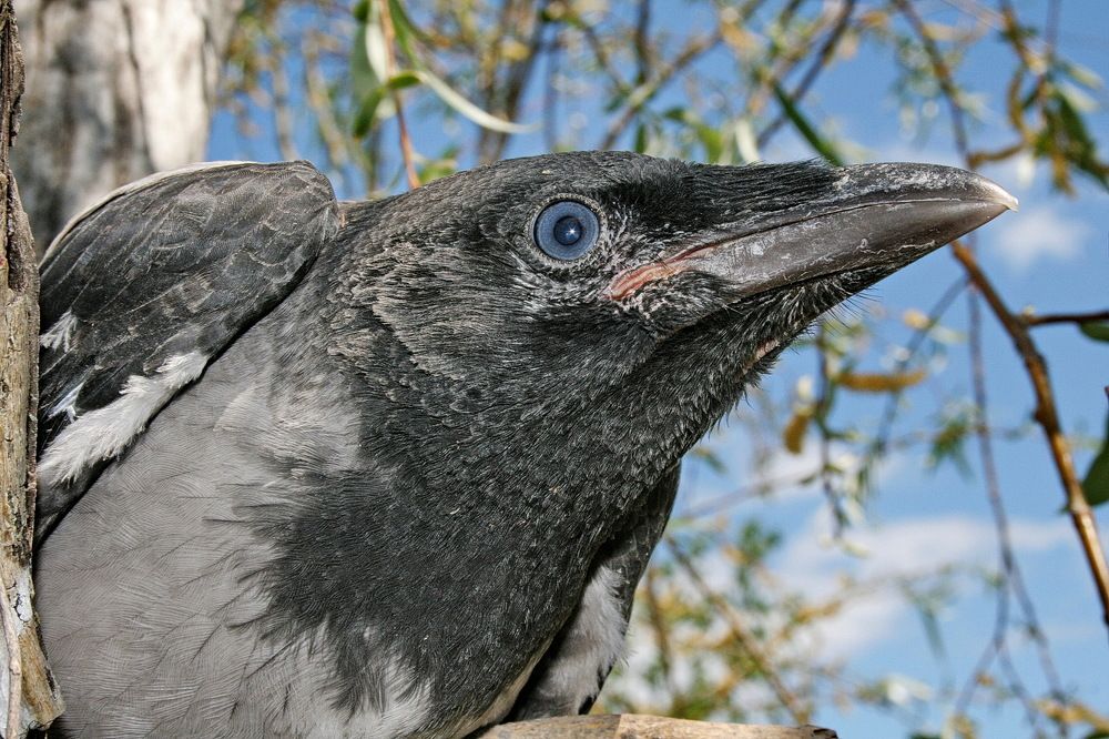 Фотография автора Александр Челмодеев