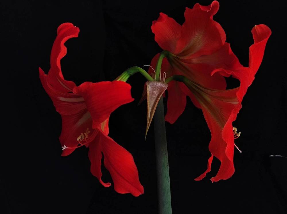 Фотография автора Рузинова Елена