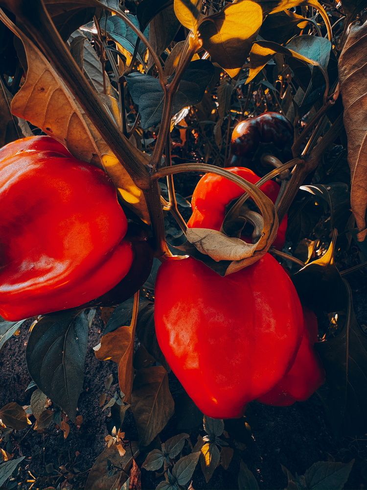 Photograph by Анна Пигулевская