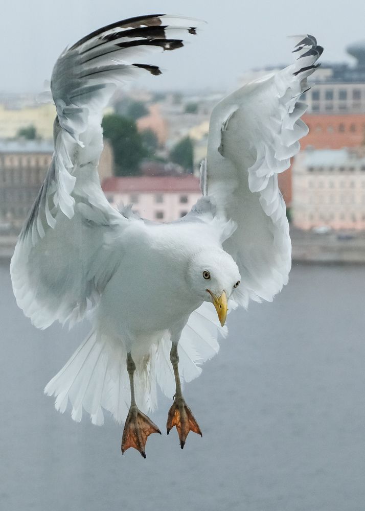 Фотография автора Виктория Бердышева