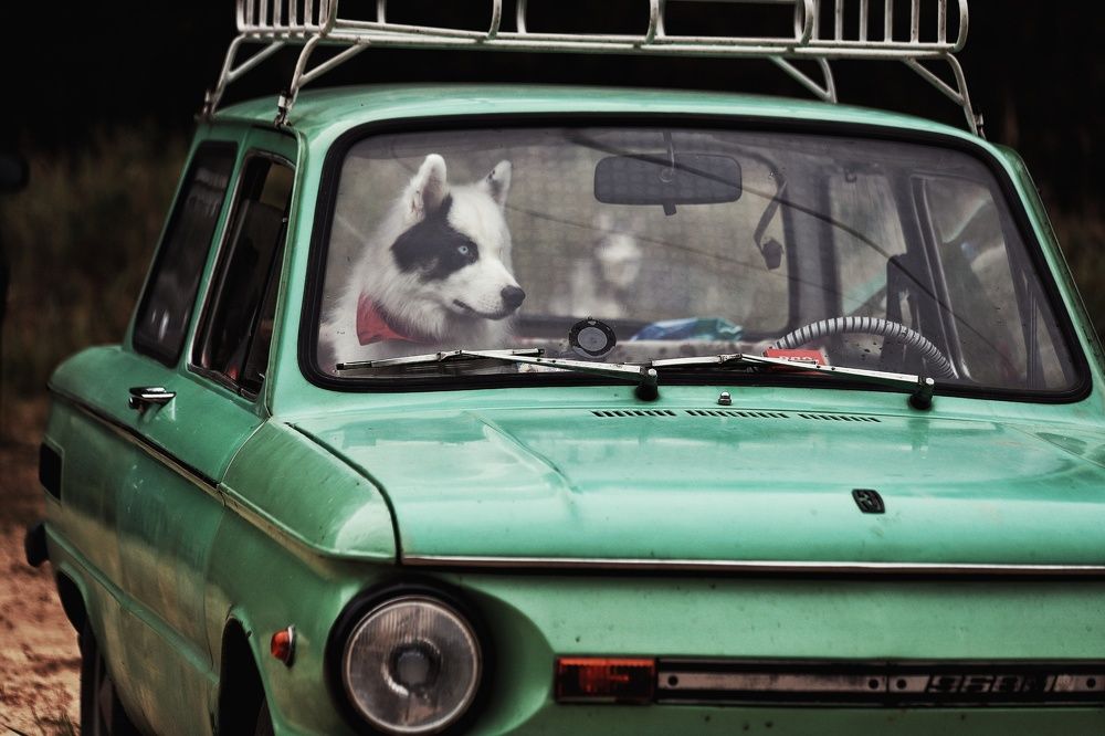 Фотография автора Елена Кириллова